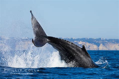 Whale Triple Header Blue Whales Humpback Whales Fin