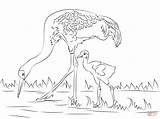 Crane Coloring Pages Sandhill Cute Chick Drawing Bird Printable Supercoloring Cranes Choose Board sketch template
