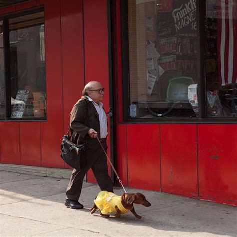 psbattle danny devito walking  dress wearing dog photoshopbattles