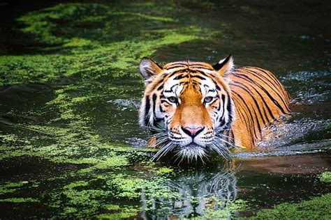 cuanto tiempo viven los tigres esperanza de vida de los tigres