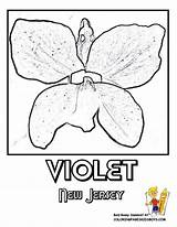 Coloring Jersey State Flower Pages Drawing Nevada Park Orleans Violet Baseball Getcolorings Printable Things Getdrawings Designlooter sketch template