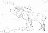 Coloring Elk Pages Bull Deer Printable Getcolorings Getdrawings Color Whitetail sketch template