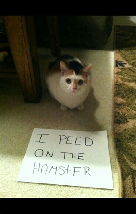 The Best Hamster Memes Memedroid