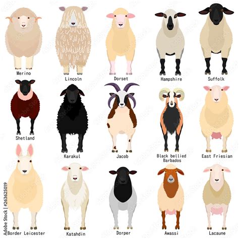 sheep chart  breeds  stock vector adobe stock