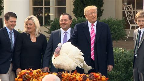 trump pardons  st thanksgiving turkey video abc news