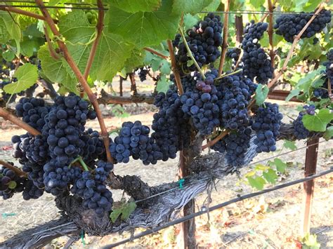 grape growers  contracts face challenging year