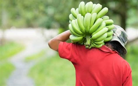 Unión Europea Liberará Importación De Banano En El 2020 – Corbana
