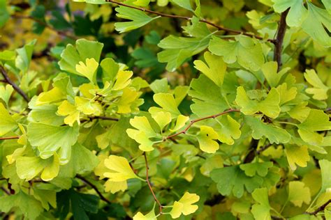 How To Tell Ginkgo Sex Distinguishing Male And Female