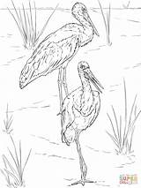 Coloring Pages Stork Getdrawings sketch template