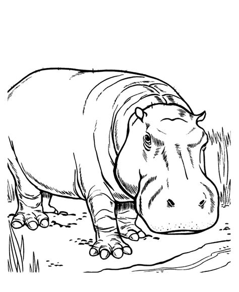 gambar printable hippo coloring pages kids cute hippos  rebanas rebanas