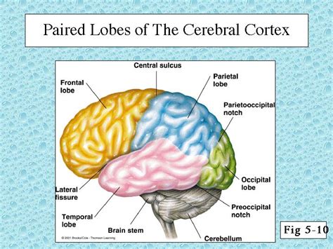 Paired Lobes Of The Cerebral Cortex