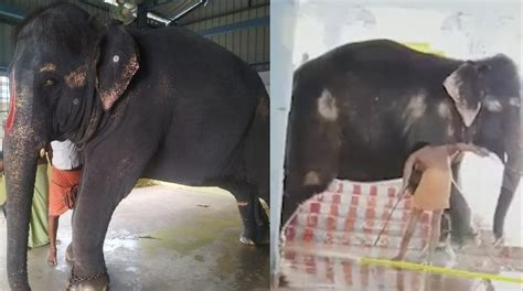 After Cideo Of Brutal Torture Of Joymala The Elephant Assam To Get Her
