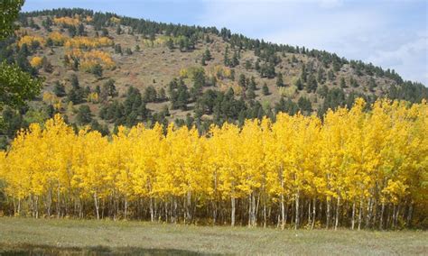 quaking aspen flaming forests  fall images