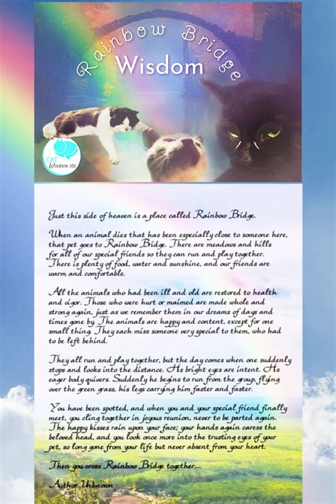 shamanic feline messages  purrs   rainbow bridge cat wisdom