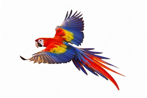 premium photo colorful macaw parrot flying isolated  white