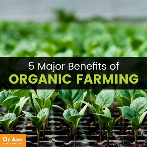 organic farming  major benefits     feed  world