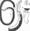 Afbeeldingsresultaten voor "heterochromia Papyrifera". Grootte: 99 x 104. Bron: www.researchgate.net