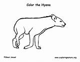 Hyena Coloring Spotted sketch template