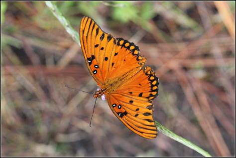 butterflies  florida flickr photo sharing