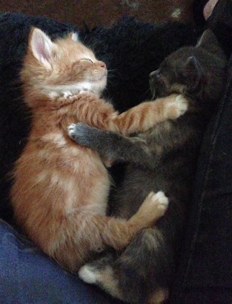 Freyr And Fenrir Cuddling When They Were Kittens Sleeping Kitten