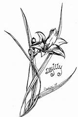Daylily Coloring Lily Designlooter Drawings Wild 1600px 1063 08kb sketch template