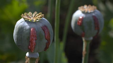 afghan opium cultivation drops   time   years