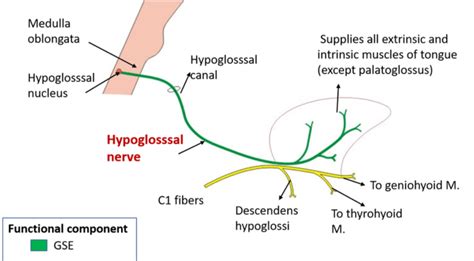 hypoglossal nerve nucleus  structures supplied  lesion