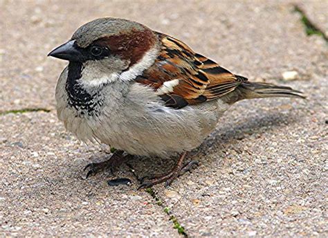 sbp environmental science house sparrow