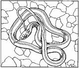 Snake Garter Coloring Designlooter Getdrawings Drawing 72kb 347px sketch template