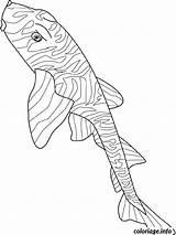 Coloriage Zebra Bullhead Pesci Kleurplaat Pesce Vis Vissen Fische Poisson Verschiedene Imprimé Fois sketch template