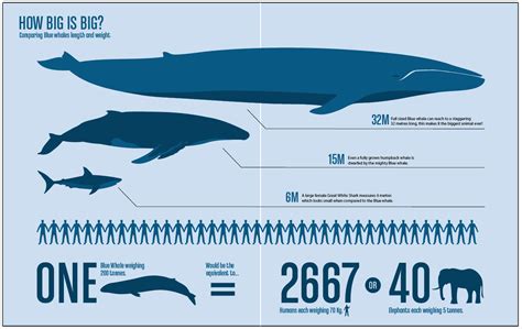 blue whales characteristics threats and more about the biggest