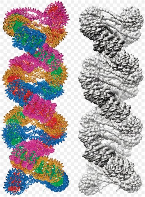 chromatin nucleic acid double helix cryogenic electron microscopy