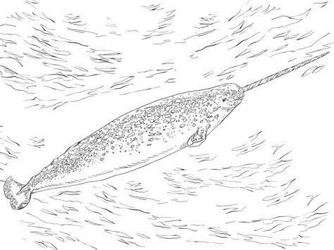 narwhals coloring printable coloring pages