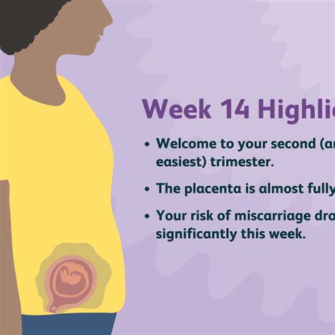 pregnancy symptoms at 14 weeks pregnancy symptom