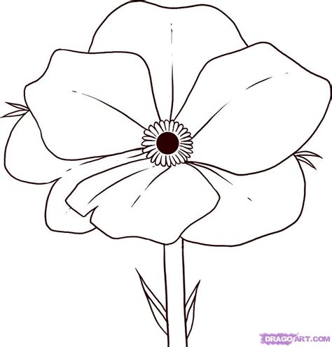 coloring pages poppy flower coloring home jeffersonclan