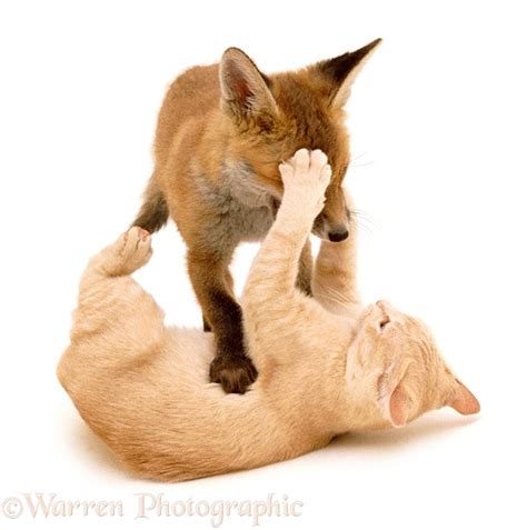 Fox And Kitten Playing 16 May Photo Wp00762