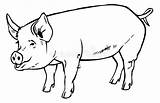 Porc Maiale Varken Cochon Pigs Vectorielle St2 Noir sketch template