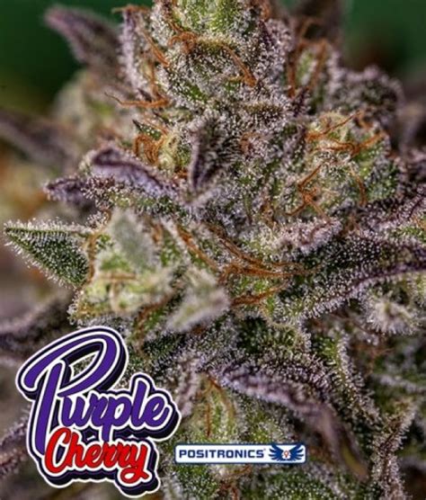 Purple Cherry Feminised Cannabis Seeds Positronics