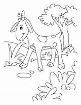 Goats Ziege Ausmalbild Cabras Kolorowanka Gruff Kolorowanki Kozy Koza Druku Procoloring Niedliche sketch template