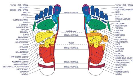 Gratis Download 5 Best Foot Reflexology Chart Updated 2018