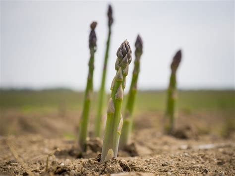 freshpoint asparagus growing   field