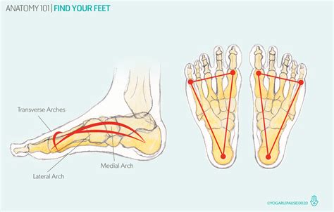 Anatomy 101 Find Your Feet — Yogaru