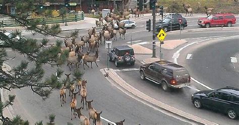 In Evergreen Colorado The Elk Are Trained To Cross At The Only Red