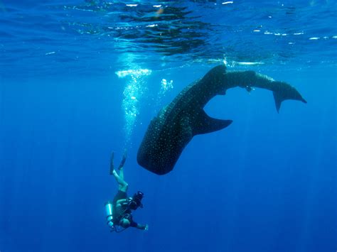places  swimming  whale sharks readers digest