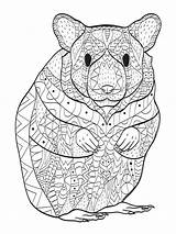 Volwassenen Kleuren Erwachsene Nagetier Illustratie Rodent Hamsters Illustrationen sketch template