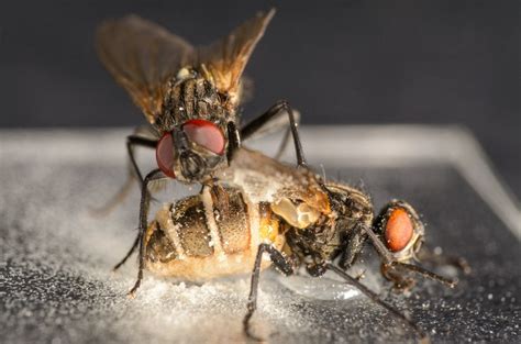 fungus lures male flies into having sex with dead females finding