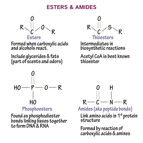biochemistry glossary esters amides draw