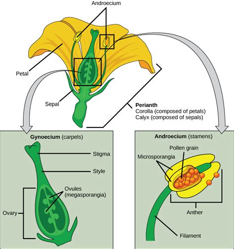 What Are The Sexual Parts Of The Flower Class 11 Biology Cbse