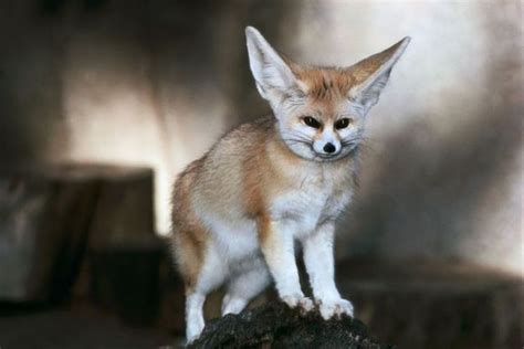 the fennec fox very cute 25 photos