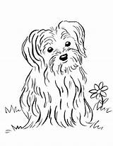 Maltese Terrier Puppy2 Template Yorkie Getcolorings sketch template